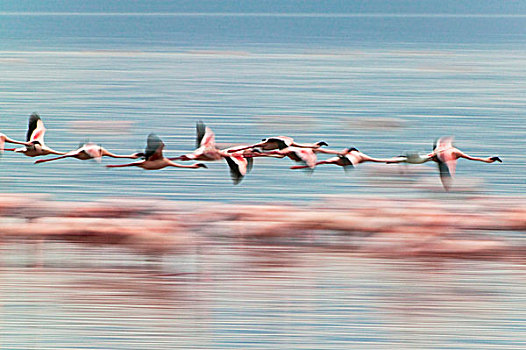 小红鹳,纳库鲁湖,肯尼亚