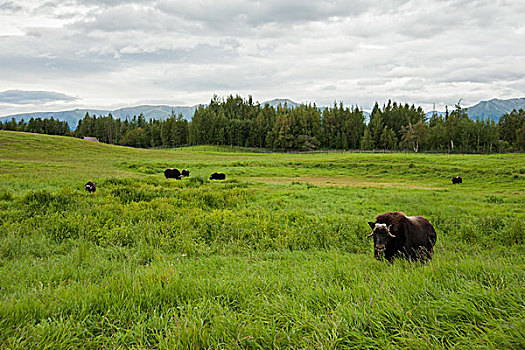 牧群,麝牛,高,青草,阿拉斯加,夏天