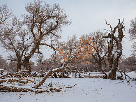 胡杨林,冬季,雪景