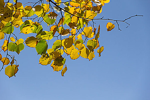 秋天,酸橙树,枝条,黄色,绿叶,蓝天