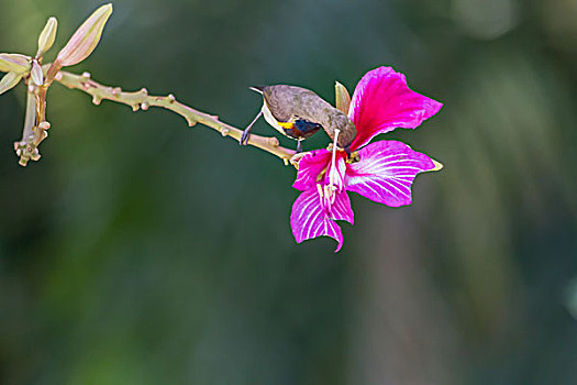 花蜜鸟