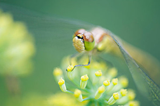 蜻蜓,栖息,小,黄花,花