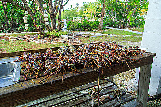 清新,大螯虾,排列,清洁,桌子,佛罗里达礁岛群