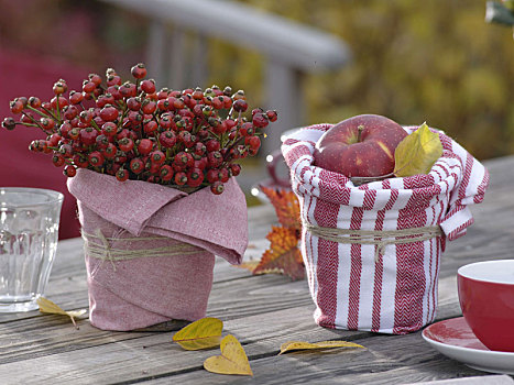 野玫瑰果,粉色,苹果,苹果树