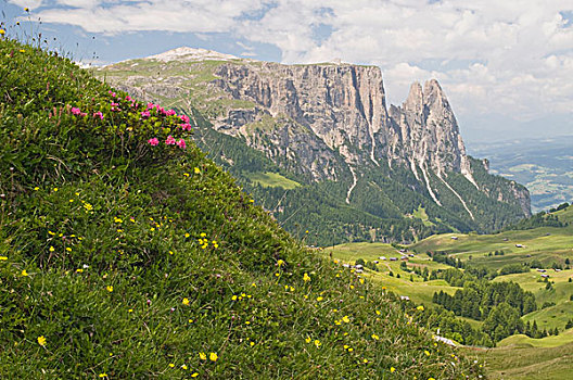 杜鹃花属植物,正面,山,白云岩,南蒂罗尔,意大利,欧洲