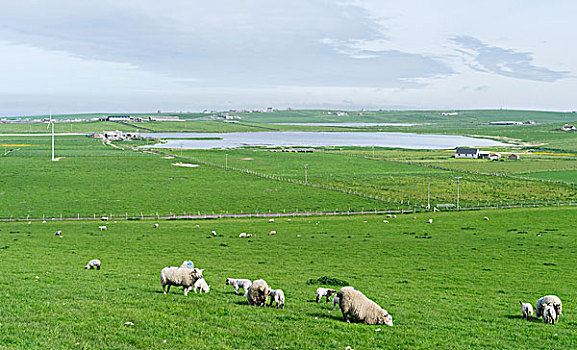 草场,小岛,奥克尼郡,群岛,奥克尼群岛,苏格兰,大幅,尺寸
