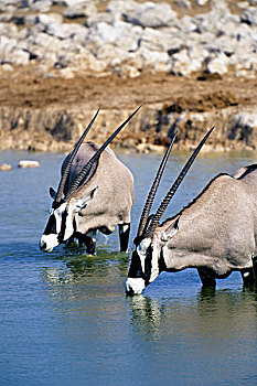 纳米比亚,埃托沙国家公园,长角羚羊,喝