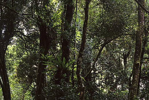 马达加斯加,公园,雨林
