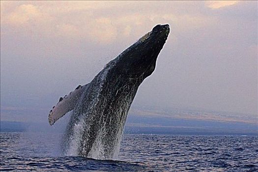 夏威夷,驼背鲸,大翅鲸属,鲸鱼,鲸跃,日落