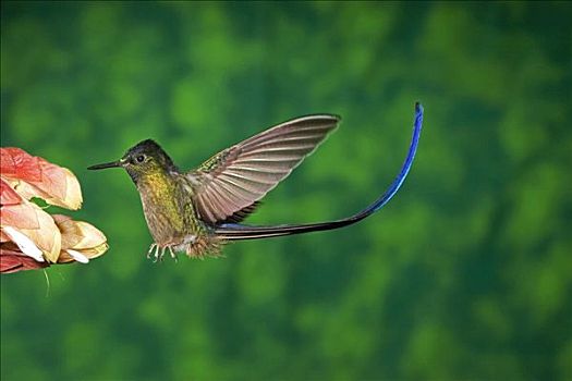 蜂鸟,花,安第斯山,厄瓜多尔