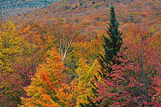 秋天,区域,弗兰科尼亚山峡州立公园,新罕布什尔,美国