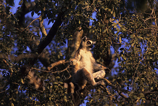 马达加斯加,节尾狐猴,热身,早晨,阳光