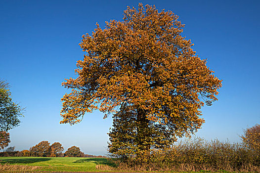 大,橡树,栎属,秋天,蓝天,梅克伦堡前波莫瑞州,德国,欧洲