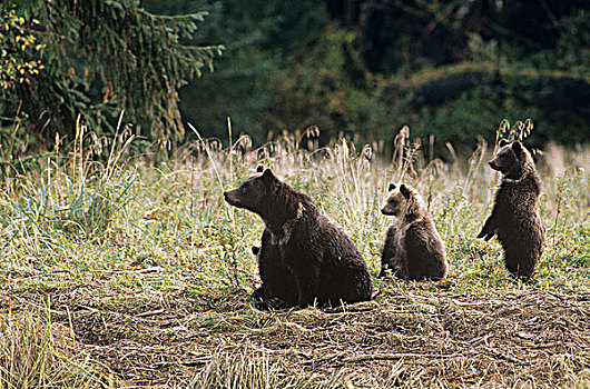 沿岸,大灰熊,家庭,河口,棕熊,粉色,三文鱼,大熊雨林,不列颠哥伦比亚省,加拿大