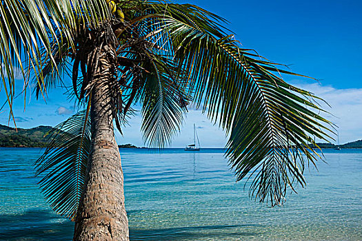 棕榈树,悬挂,上方,清晰,水,岛屿,蓝色泻湖,斐济,南太平洋