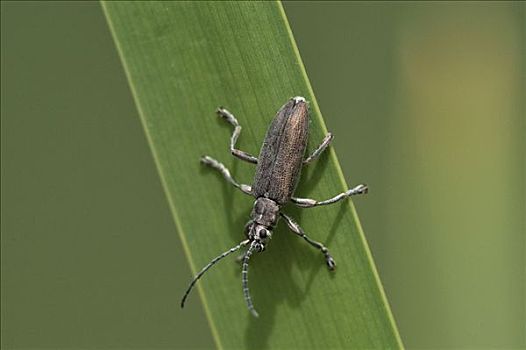 甲虫,茎