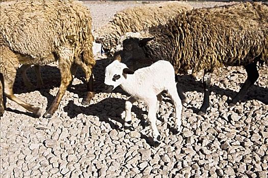 特写,绵羊,库斯科市,秘鲁
