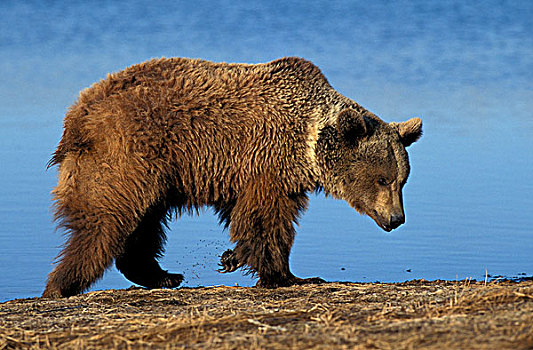 大灰熊,棕熊,成年,走,旁侧,湖,阿拉斯加