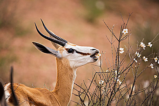 跳羚,女性,吃,花,卡拉哈迪大羚羊国家公园,南非
