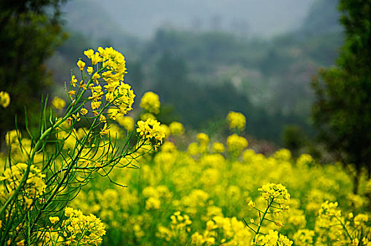 春天的油菜花