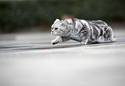 一只宠物猫的户外生活写真