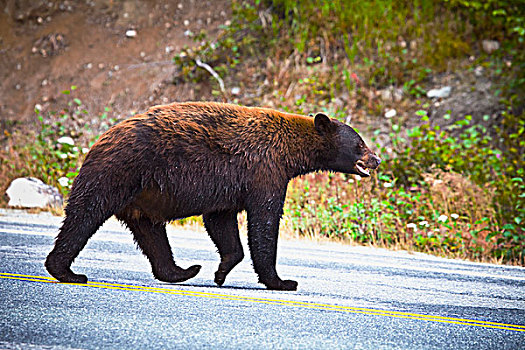 美洲黑熊,穿过,南方,斯加格韦,阿拉斯加,美国