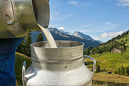 有机,牛奶,倒出,搅乳器,挤奶,恩加丁,瑞士