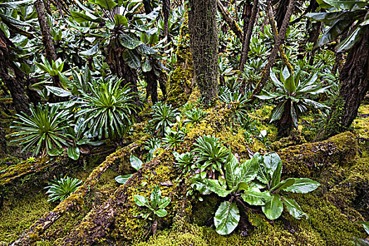 山梗莱属植物,苔藓,鲁文佐里山,乌干达