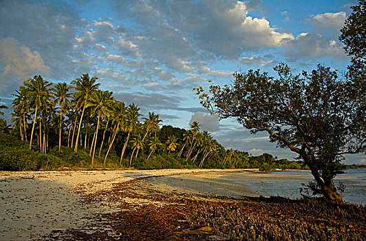 热带沙滩,靠近,桑给巴尔岛,坦桑尼亚,东非