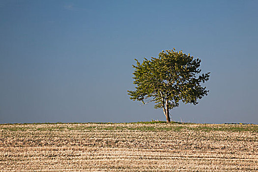 孤树,褐色,地点,蓝天,艾伯塔省,加拿大
