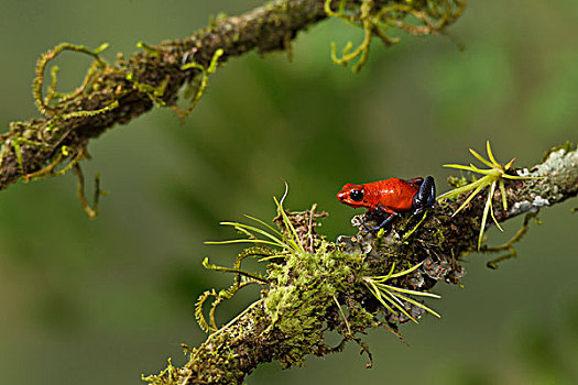 草莓箭毒蛙,栖息,枝条,哥斯达黎加