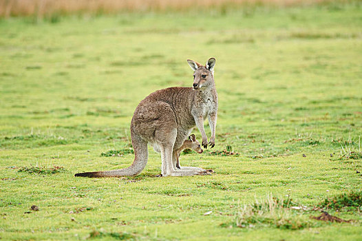 大灰袋鼠,灰袋鼠,成年,幼兽,国家公园,维多利亚,澳大利亚,大洋洲