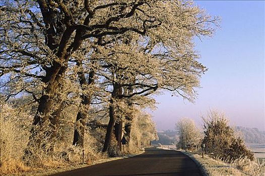 树,白霜,道路,巴伐利亚,德国