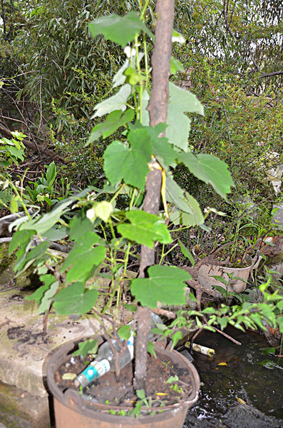 攀缘茎的植物图片图片
