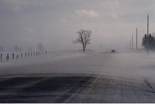 道路,树,冬天,安大略省,加拿大