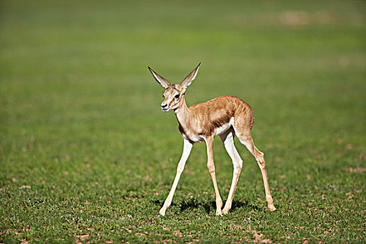 跳羚,幼兽,卡拉哈里沙漠,北开普,南非