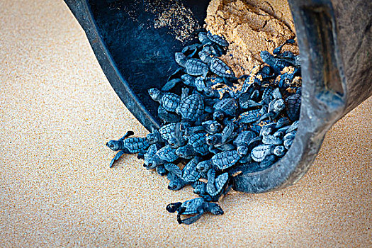 绿海龟,培育,印度尼西亚