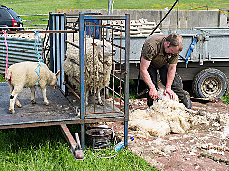 剪羊毛,设得兰群岛,绵羊,围场,传统,北方,岛,苏格兰,大幅,尺寸