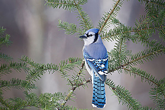 蓝松鸦,栖息,针叶树,阿尔冈金省立公园,安大略省,加拿大