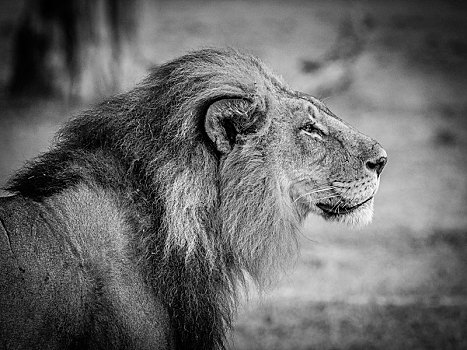 狮子,雄性,单色调,莫雷米禁猎区,博茨瓦纳,非洲
