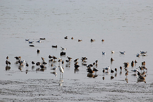 深圳湾冬季候鸟群