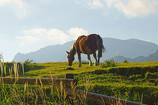 马,熊本,日本