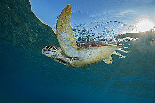 绿海龟,龟类,游泳,水下,水,太阳光线,红海,阿布达巴卜,埃及,非洲