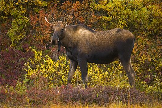 驼鹿,美洲驼鹿,年轻,雄性动物,站立,彩色,秋天,苔原,德纳里峰国家公园,阿拉斯加