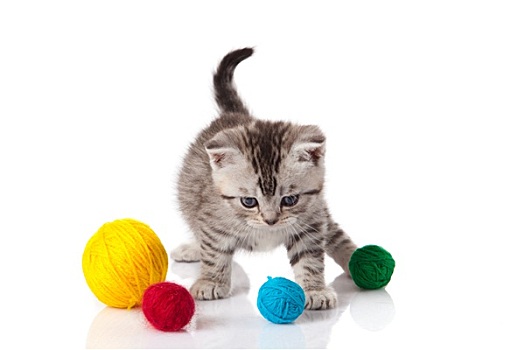 小猫,球,线,小,白色背景,背景