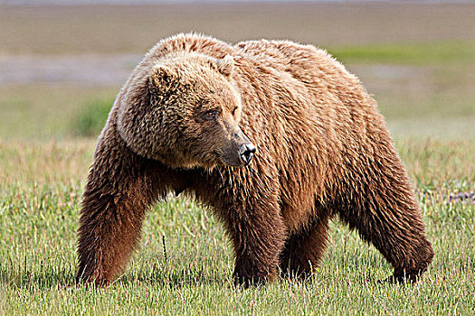 棕熊,母熊,一岁,幼兽,卡特麦国家公园,阿拉斯加,美国