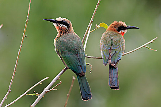 食蜂鸟,成年,一对,栖息,克鲁格国家公园,南非,非洲