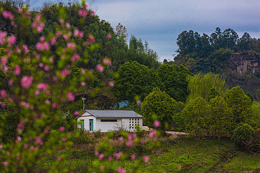 大营山桃花