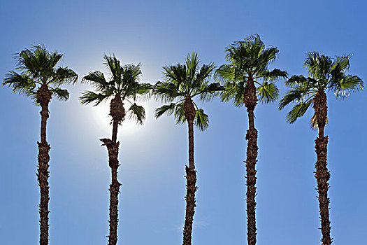 排,棕榈树,棕榈泉,加利福尼亚,美国