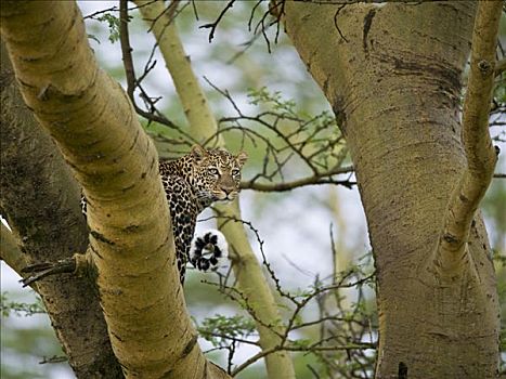 豹,树枝,刺槐,纳库鲁湖,大裂谷,肯尼亚